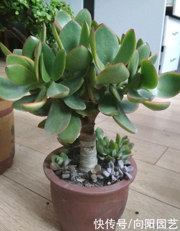 新的一年，给玉树“剃剃头”，主干长得更粗，侧枝还能扦插