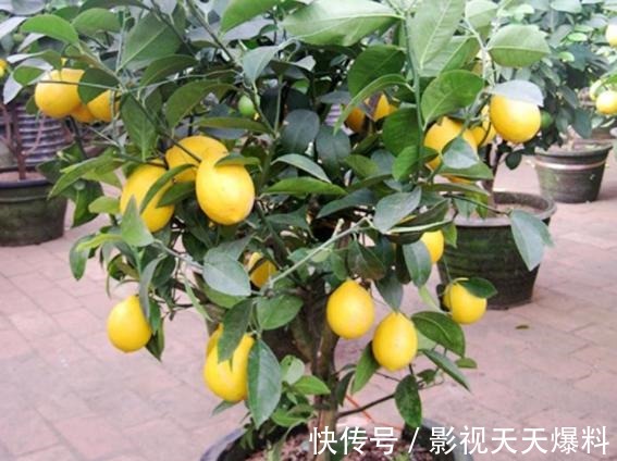 秋天4种花别着急“修剪”,当年长得枝条都是花,剪了就不开花!