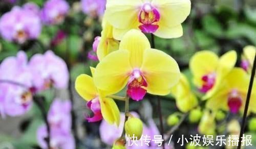 新手|花期最长的盆栽，家里养一盆，全年有花开，观赏性强，新手也能养