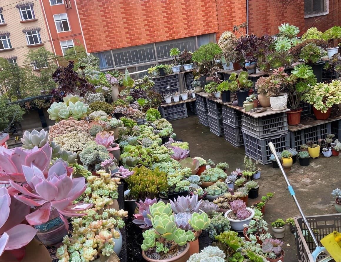 多肉喜“酸”还是喜“碱”？一个配土“小原则”，多肉个个养的棒