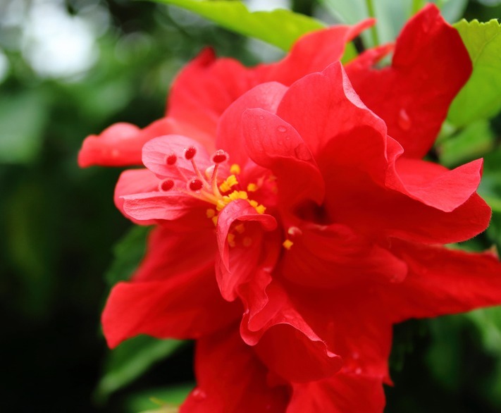 寓意|此“大红花”，开300天，比菊花艳，比牡丹好养，寓意热情似火