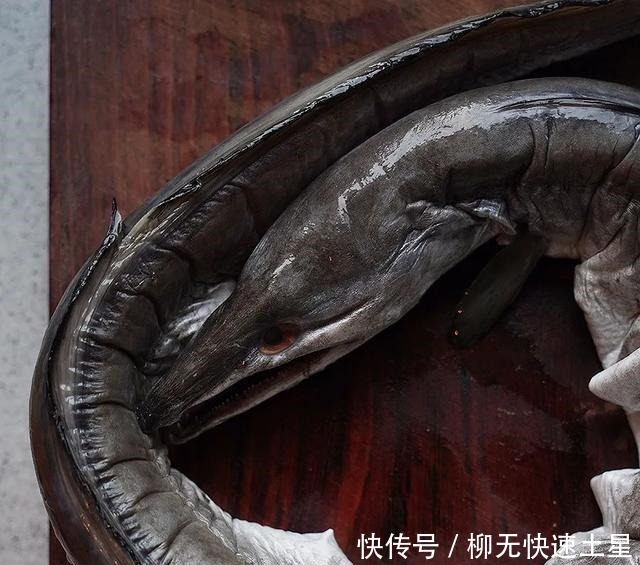 干烧鳗鱼下酒 全网搜