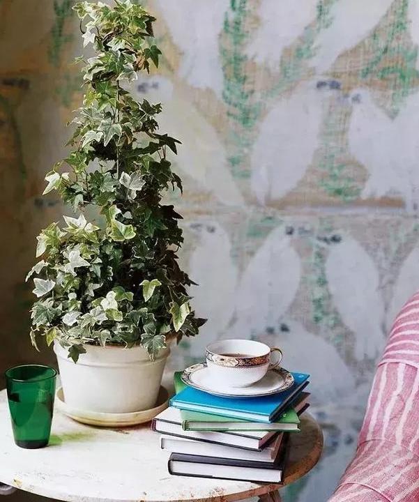 肥料|第一次养花没经验牢记''4个重点'',植物蹭蹭长、不生病