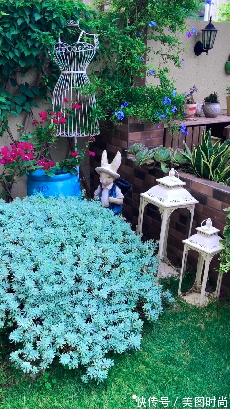 三角梅|120㎡别墅花园改造,经过三年的努力,小院从荒地到花开满园