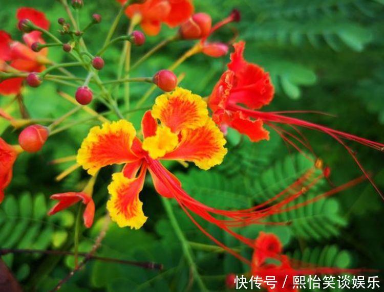 家养此款花卉,花大色艳胜玫瑰,全年开花不断,花开美观又大气