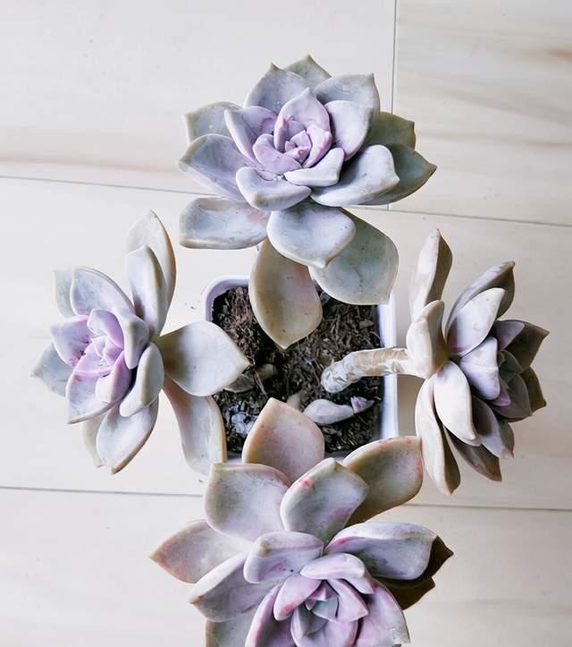 冬天|紫乐多肉不一般,颜色漂亮又好养,冬天打理好了还能变成老桩