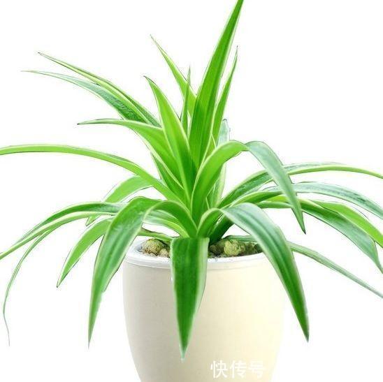 农历十月初三立冬后,养什么花?家里养3种花,喜气盈门福临居所