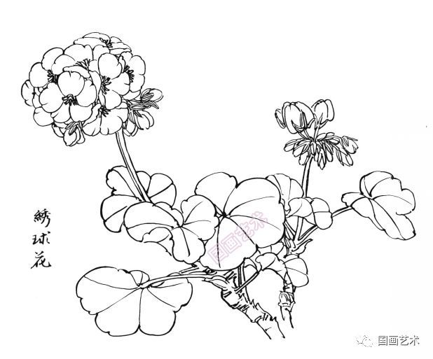  白描|花卉白描图谱选页分享