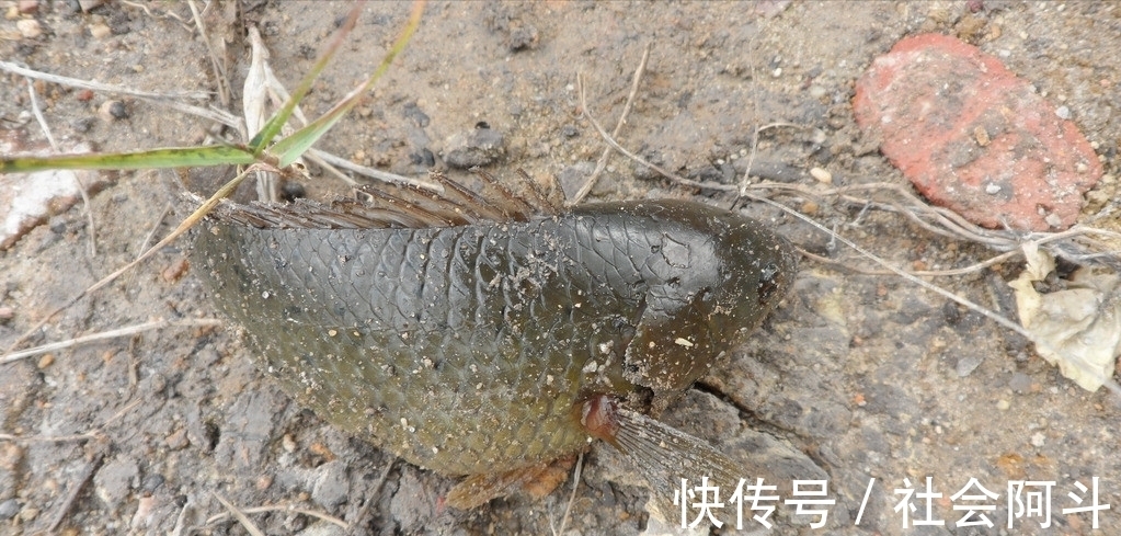 江西一男子野钓遇“怪鱼”，惊喜变成了惊吓，到底怎么回事？