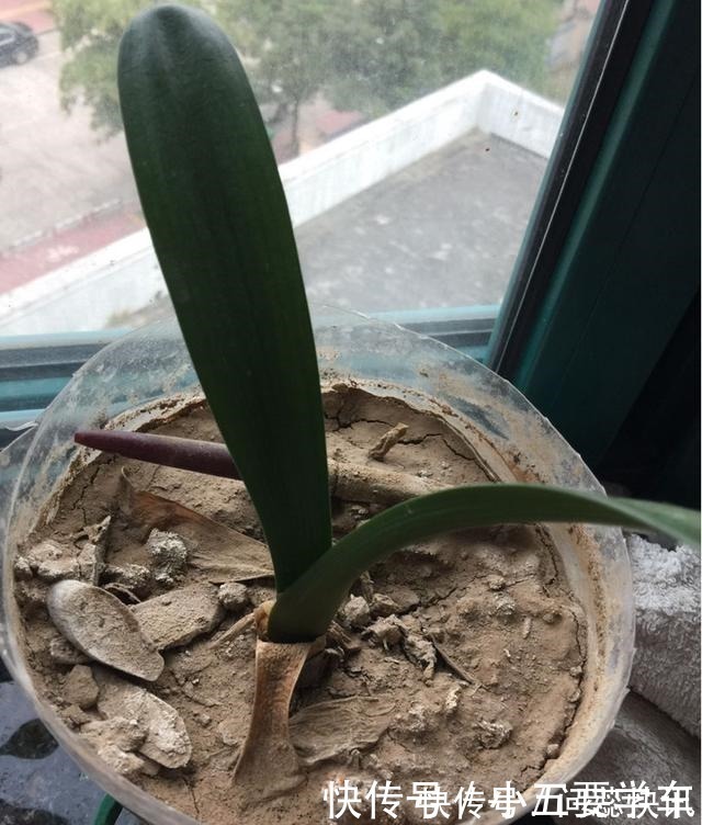 浇水时的3个坏习惯,赶紧丢掉,不然土壤硬得像石头!