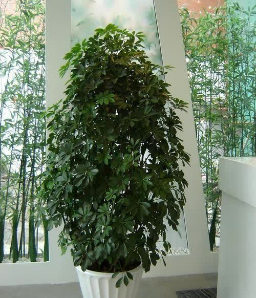 20种吉利大盆栽，客厅放一盆，吸收废气去异味，寓意好更养人