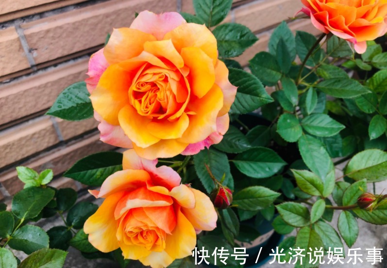 此款微型月季四季开,1次维持1个月,是开花机器里的“劳模”