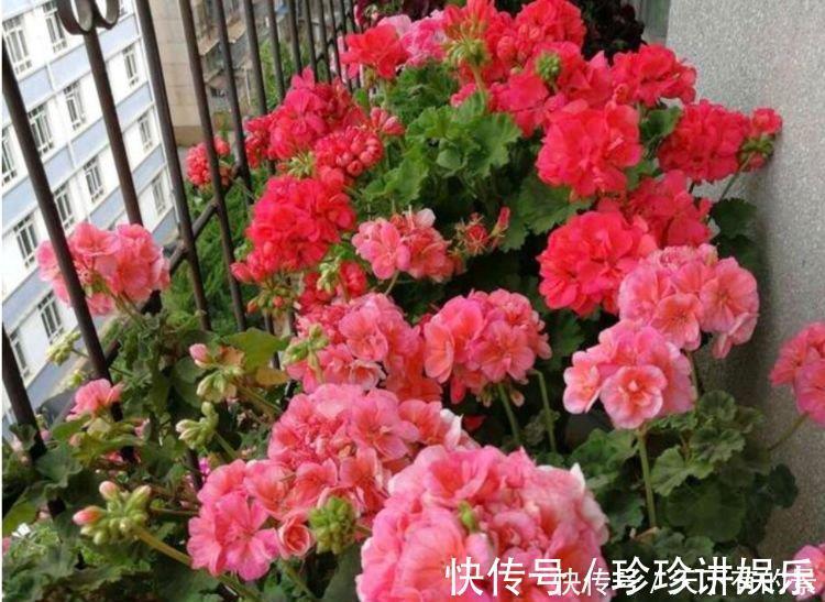 大花期|3种漂亮花，花朵大花期长，一年四季开花不断，花朵姿态万千，美