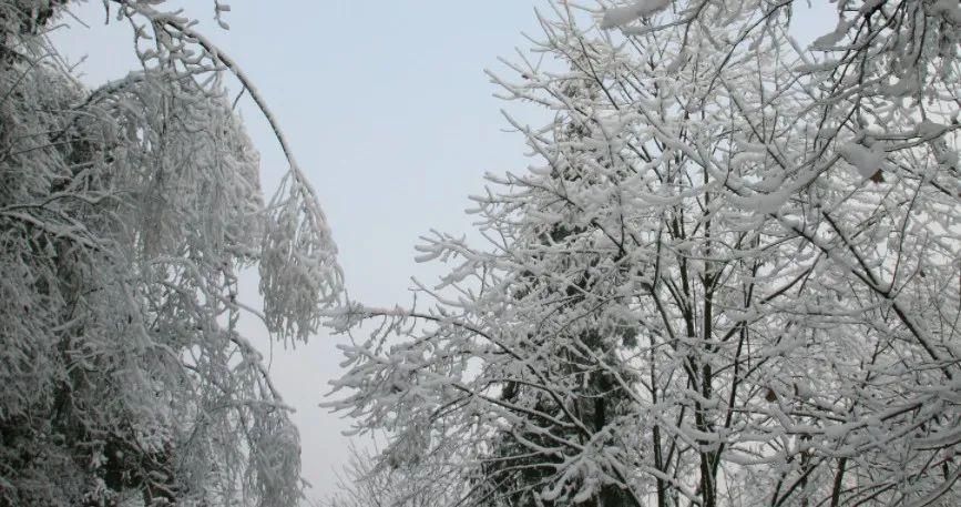 黑竹|黑竹沟也下雪啦！白茫茫一片，美炸！！