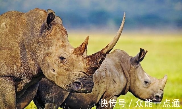 公孙龙@乱套了!犀牛原来是马不是牛,河马原来是牛不是马?