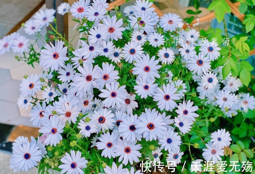 秋天!经典4句,赏花人记住这些诗词,秋天这一个月就不白忙活了