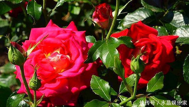 扦插|扦插月季只需做“2点”，生根快，易成活，长出新芽，直接开爆盆