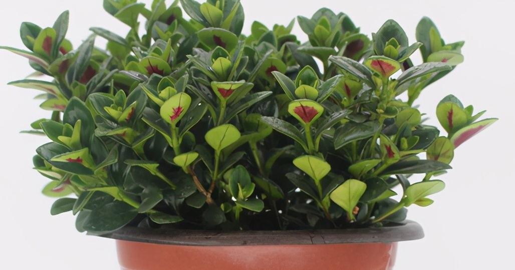 金鱼吊兰如何养,做到这5点,会长一堆小金鱼