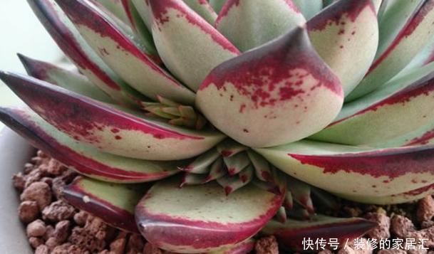 光照|怎么养护霸气侧漏的多肉乌木?需掌握3个要点!