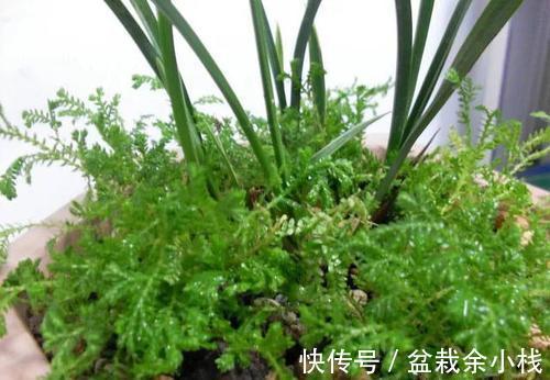 这种草是蕨类植物,能给兰花铺面,好看好养益处多,比苔藓还好用