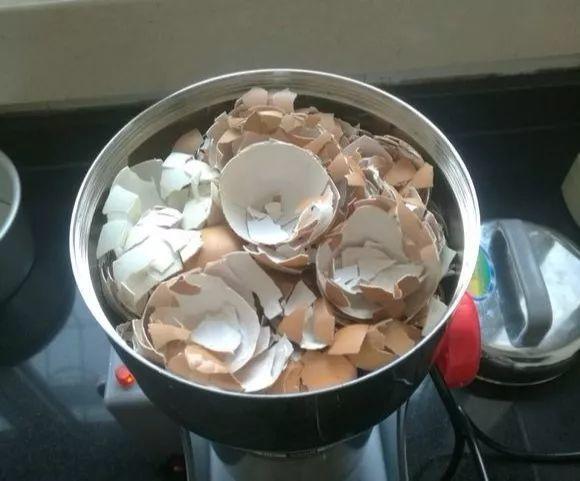 鸡蛋壳|4种“垃圾”家家都有，垫在花盆里，半年长出“白菜根”！