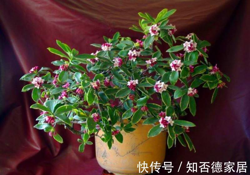 枝条|金边瑞香怎样修剪造型好看,金边瑞香这样剪错不了