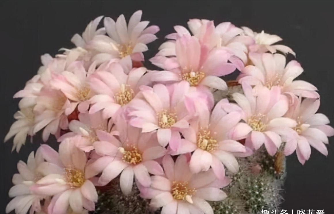 养不活花的人,建议养这“5种花”,好养好看又实用