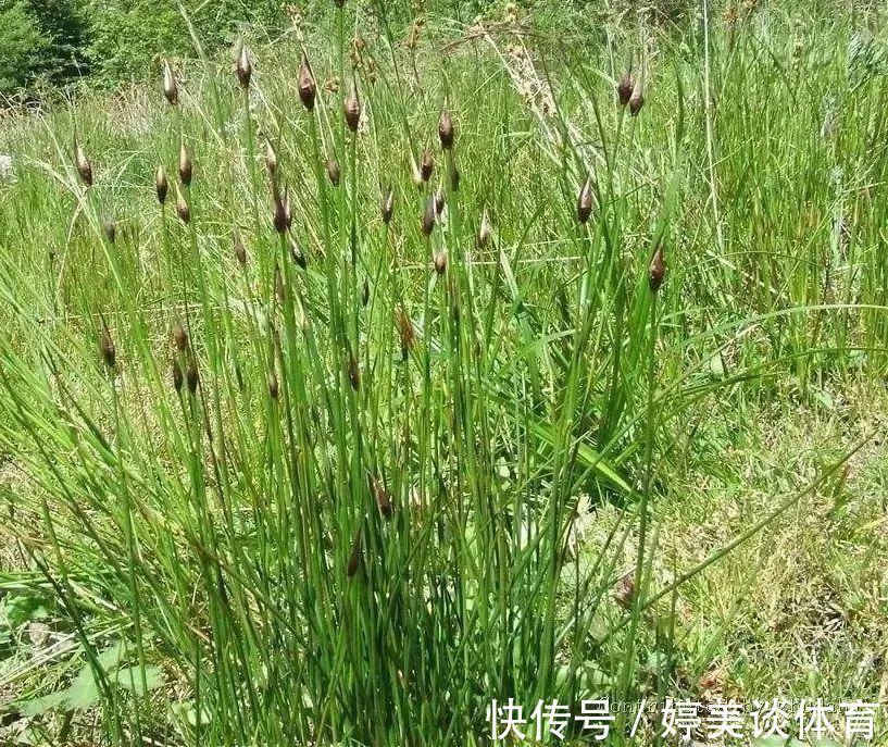 心火|一味灯心草，治病大功效！民间11种妙用法，11大病症皆消除！