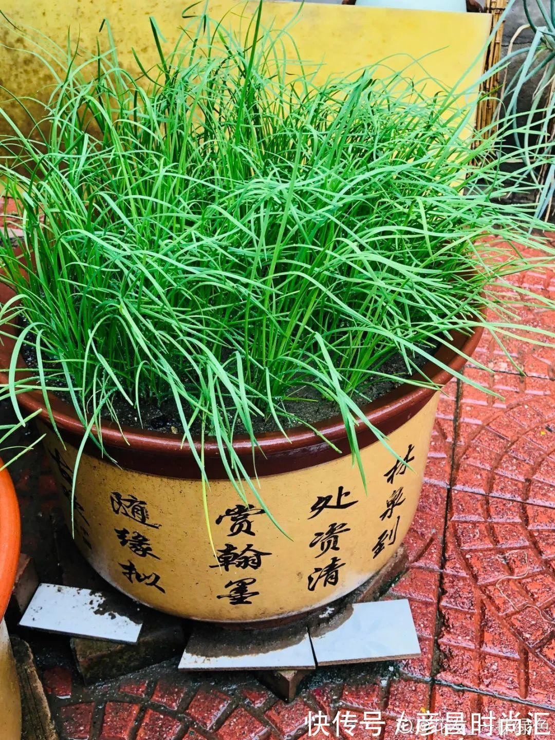 7种花最干净，门口、窗台放一盆，蚊虫不敢靠近！