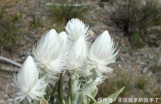 Kadupul翻译 Kadupul翻译