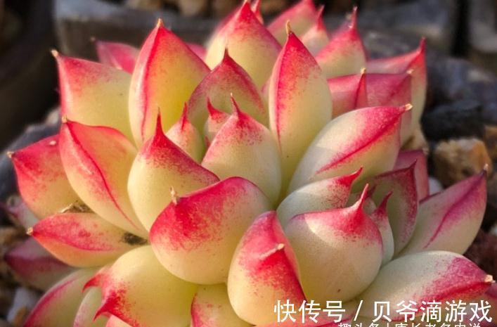 刚入坑的新手,不要错过这6款多肉,好养不说,冬天还能轻松变美