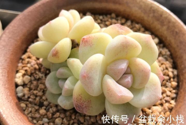 多肉冰玉见多了,但老桩不常见,用两种方法可养出粗腿的冰玉老桩