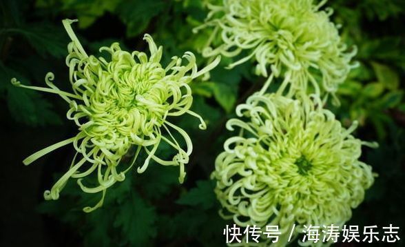 喜欢菊花,就养盆“珍稀名菊”绿窗纱影,似美人秀发,纱影舞魅