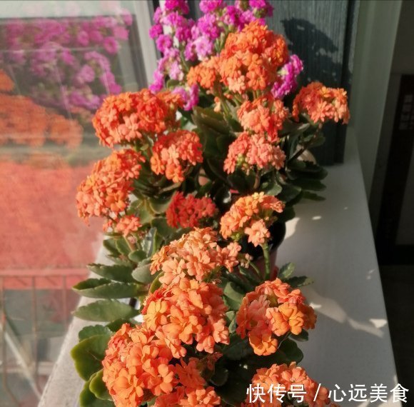 家庭养长寿花，学会“配土”，满足3个“要求”，开花持续不断