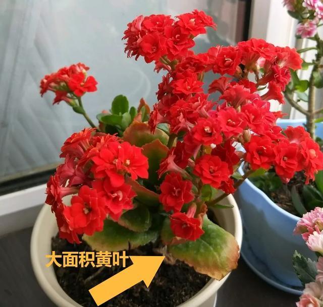 休眠期开花,剪掉才能活,需要一些养护技巧,才能保证安全度夏