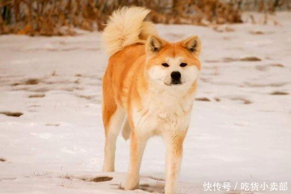 秋田犬因忠诚大受欢迎 你更喜欢哪种颜色的秋田犬 快资讯