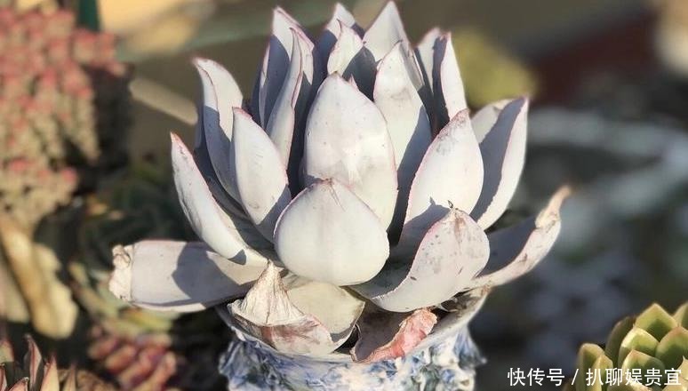 多肉植物度|多肉种上漂亮花盆不透气?不如试试这三招,度夏成败在此一举