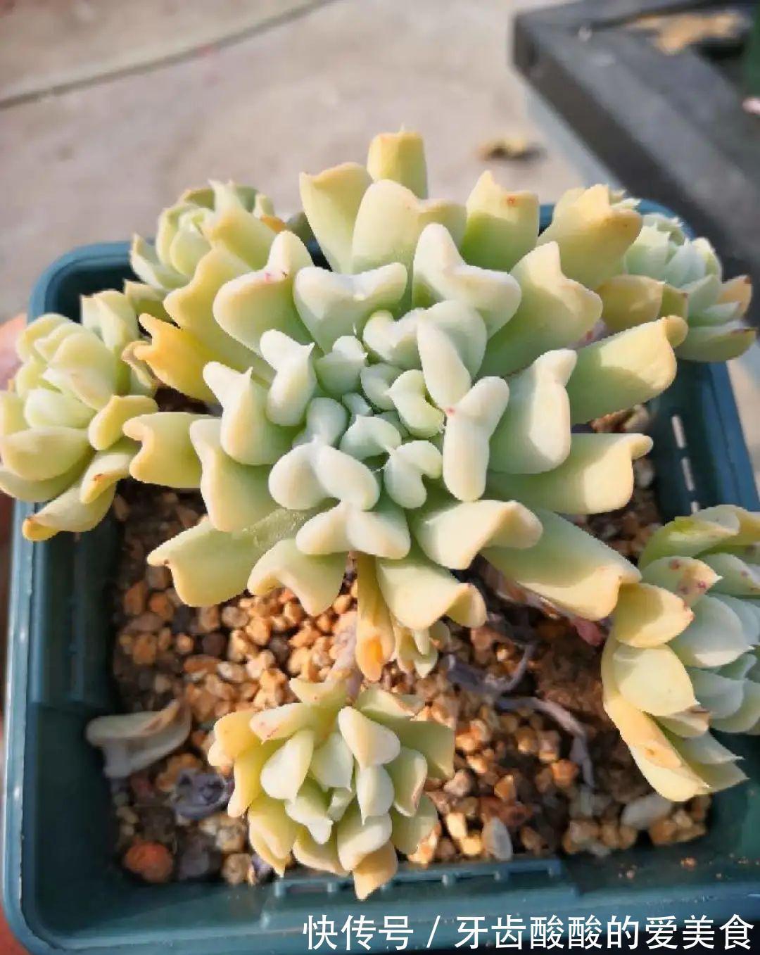 1个盆里塞800棵多肉，鼓到爆炸，看都不敢看