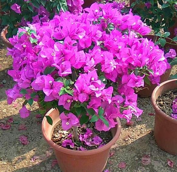 养殖''开花机器''三角梅，盆栽掌握3步操作，砰砰开花挡不住