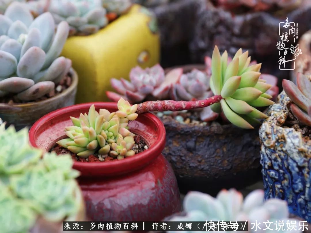 日子|笼子里露养的多肉,越养越美!有多肉的日子伴着小确幸!