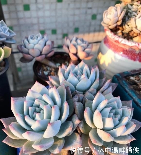多肉|一入“肉坑”深似海,养多肉不能着急,慢慢养,多肉才不会死