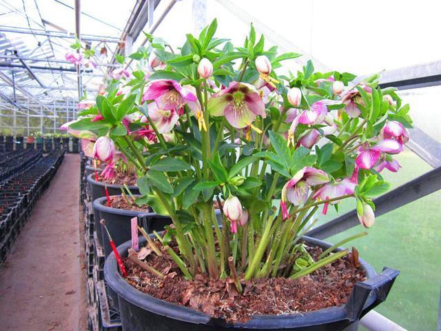此花专挑下雪的时候开,冰肌玉骨的,花和叶都非常奇特富有趣味