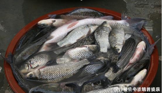 端午后别用蚯蚓了,70岁老渔翁教你3招,新手10分钟钓上10斤大鱼