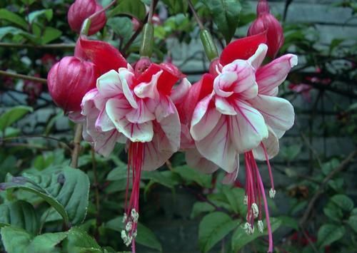 此花枝条沾土就生根,3个月长满盆,一年能开200天,值得拥有