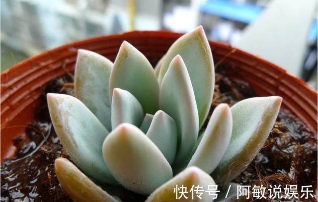 多肉|新手浇水切莫急,教你怎么判断浇水时间,也能养出美貌的萌多肉