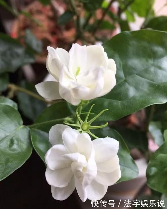 养花|淘米水啤酒水,真不如这种水,养花一绝,浇一盆旺一盆