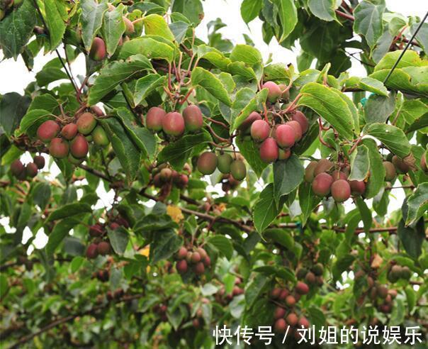 癌症|水果界的新宠,不仅口味鲜甜,营养丰富,更具药用价值,来了解下