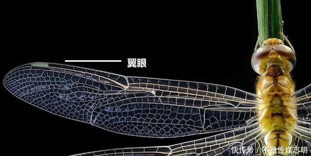 蜻蜓不足1克重飞了6400公里,横穿印度洋,打破生命极限值