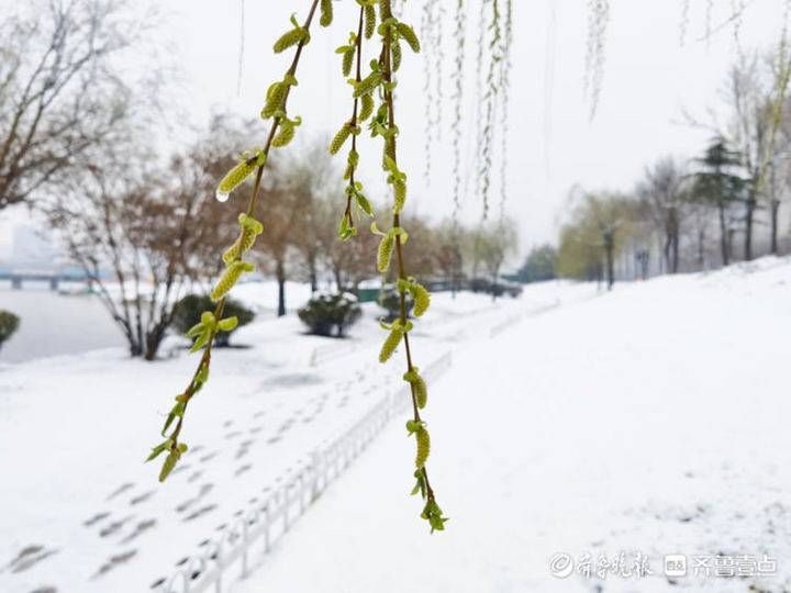 邢台|雪！雪！雪！聊城雪景大片来了，美翻天……