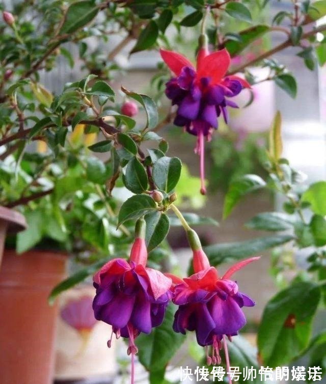 绿萝|比绿萝还漂亮的花,一个枝泡水里,10天长根,喜庆好看,一开99朵